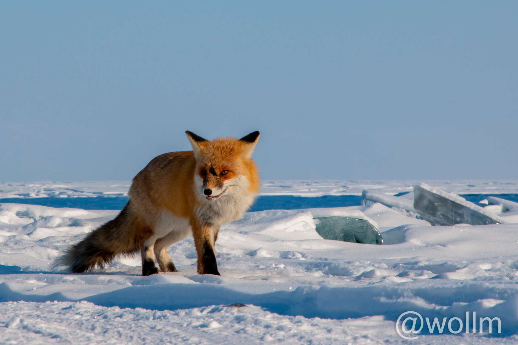 Baikal. February 2022. Part 2 - My, Baikal, Fox, wildlife, Travel across Russia, Travels, The photo, Longpost