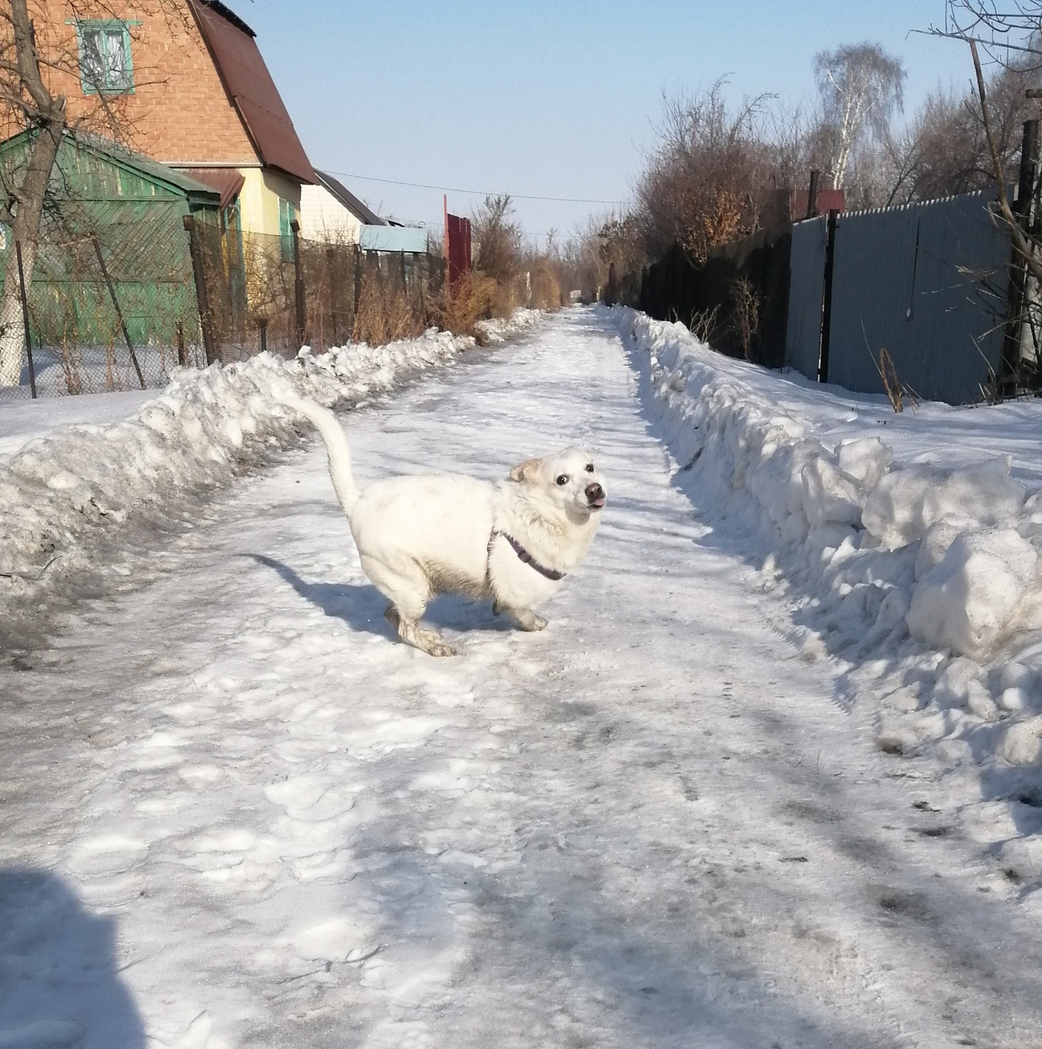 Bessieux) - My, Dog, Mobile photography, Longpost