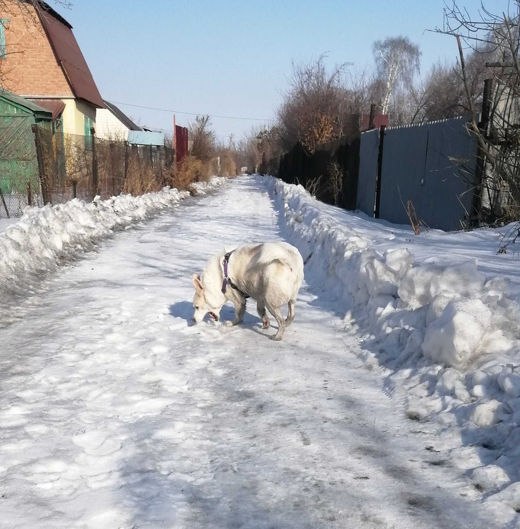 Bessieux) - My, Dog, Mobile photography, Longpost