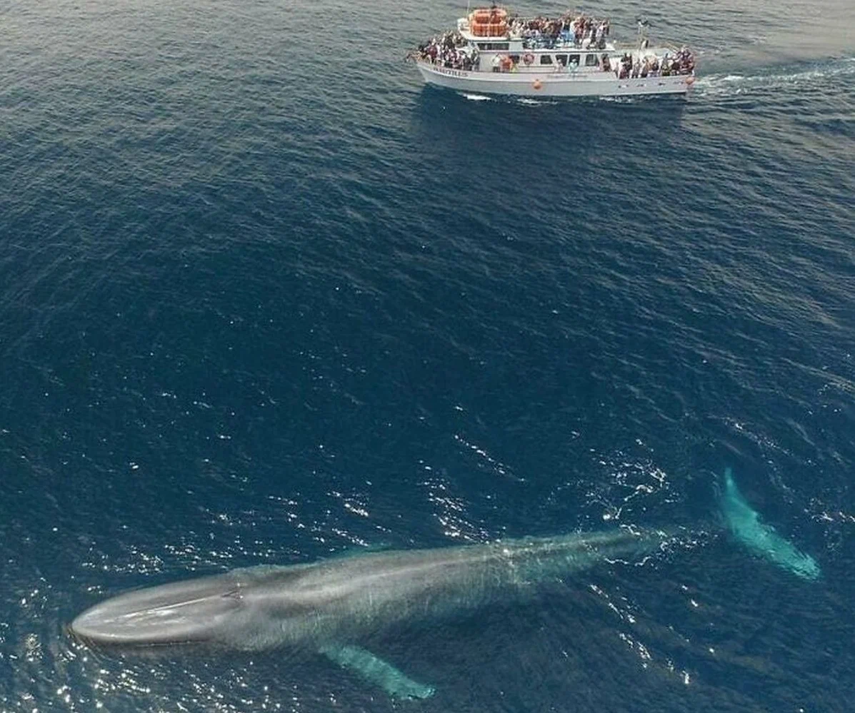 Blue Whale: Our planet has not seen a larger creature. What is the existence of a leviathan weighing 150 tons? - Blue whale, Whale, Animal book, Yandex Zen, Longpost, 