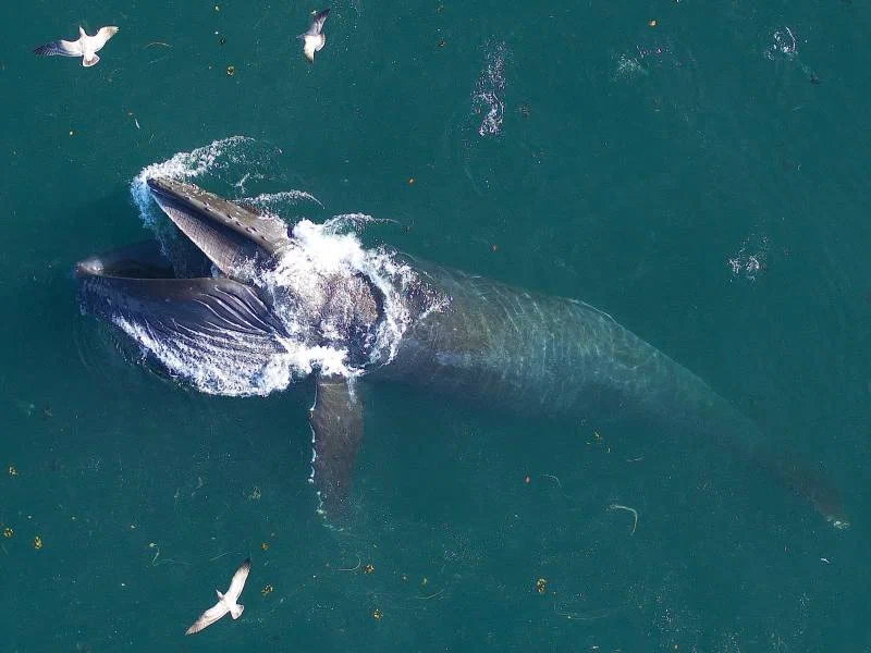 Blue Whale: Our planet has not seen a larger creature. What is the existence of a leviathan weighing 150 tons? - Blue whale, Whale, Animal book, Yandex Zen, Longpost, 