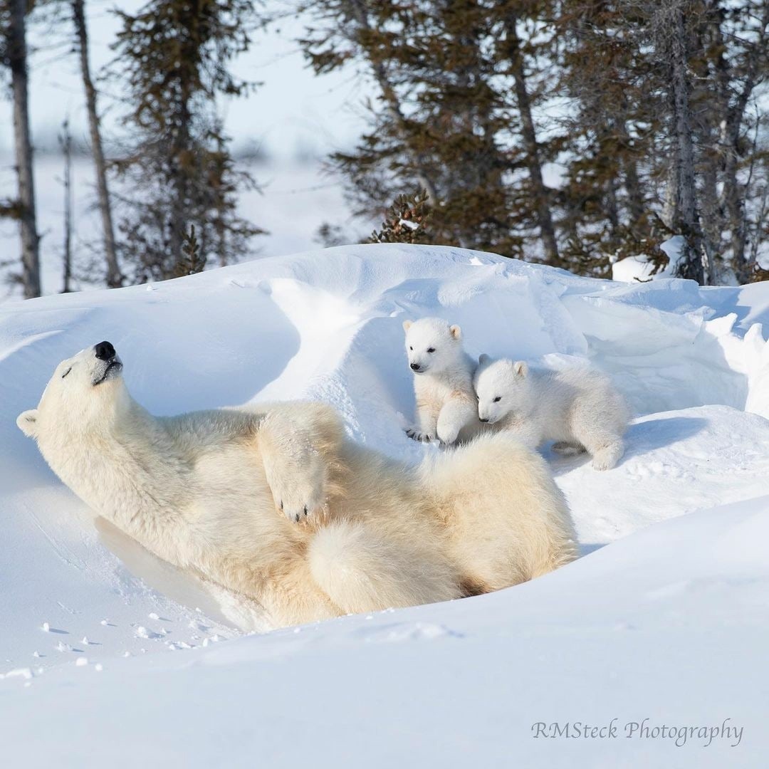 Mom is asleep. She was tired... - The Bears, Teddy bears, Polar bear, The photo, 