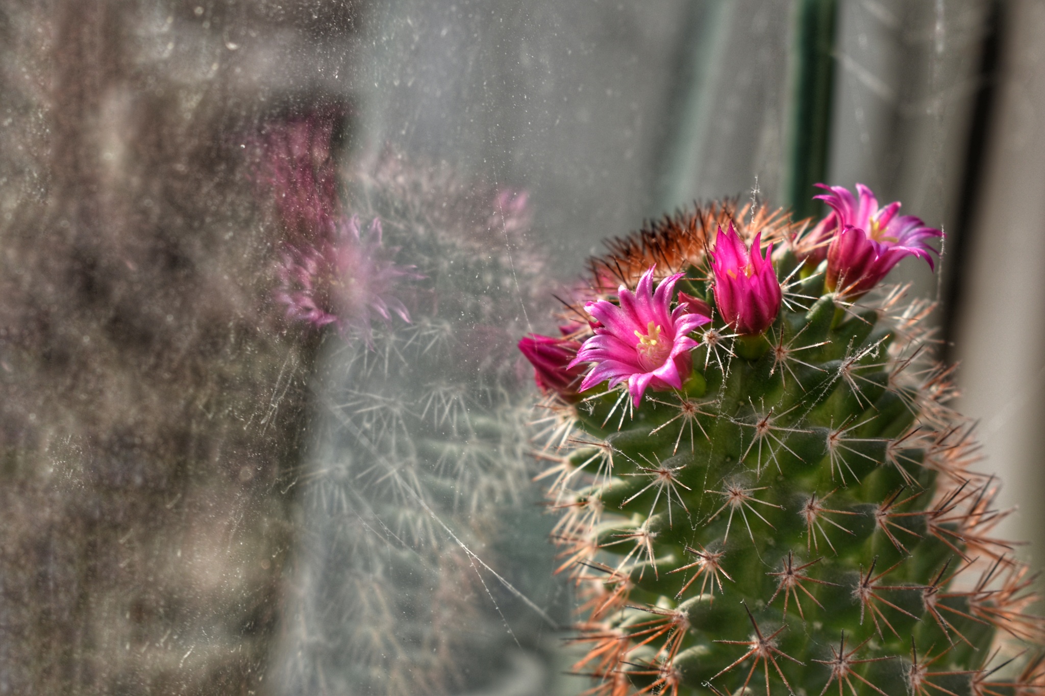 Cactus to you in the feed - My, Nature, Spring, Cactus, Flowers, Bloom, beauty, beauty of nature, The photo, Beginning photographer, 