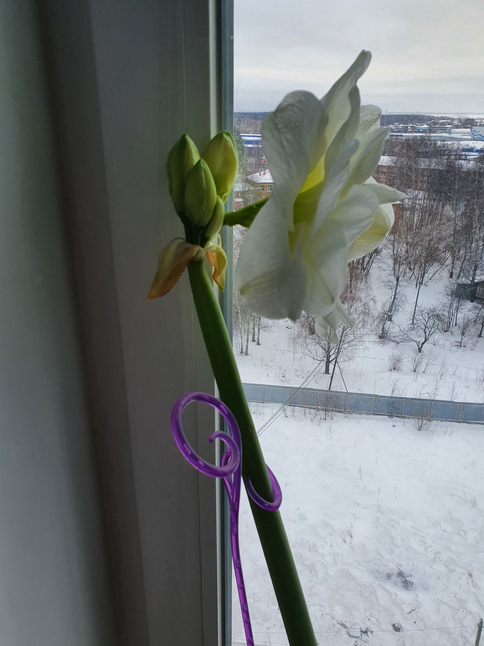 Can someone tell me what kind of flower it is? - My, Flowers, Suddenly, Question, Longpost, 