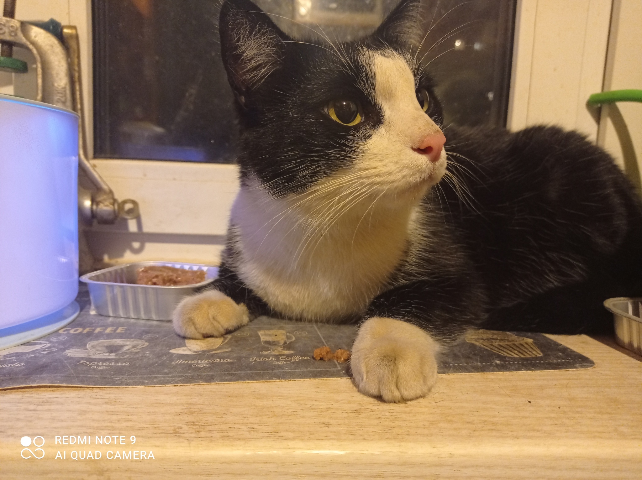 A cat has been found. Novogireevo - My, Lost, Found a cat, Novogireevo, cat, Kittens, Tricolor cat, 