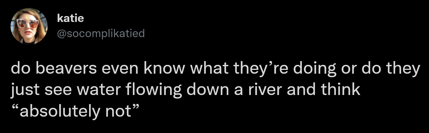 I think so! - Beavers, River, Twitter, Screenshot, , Humor