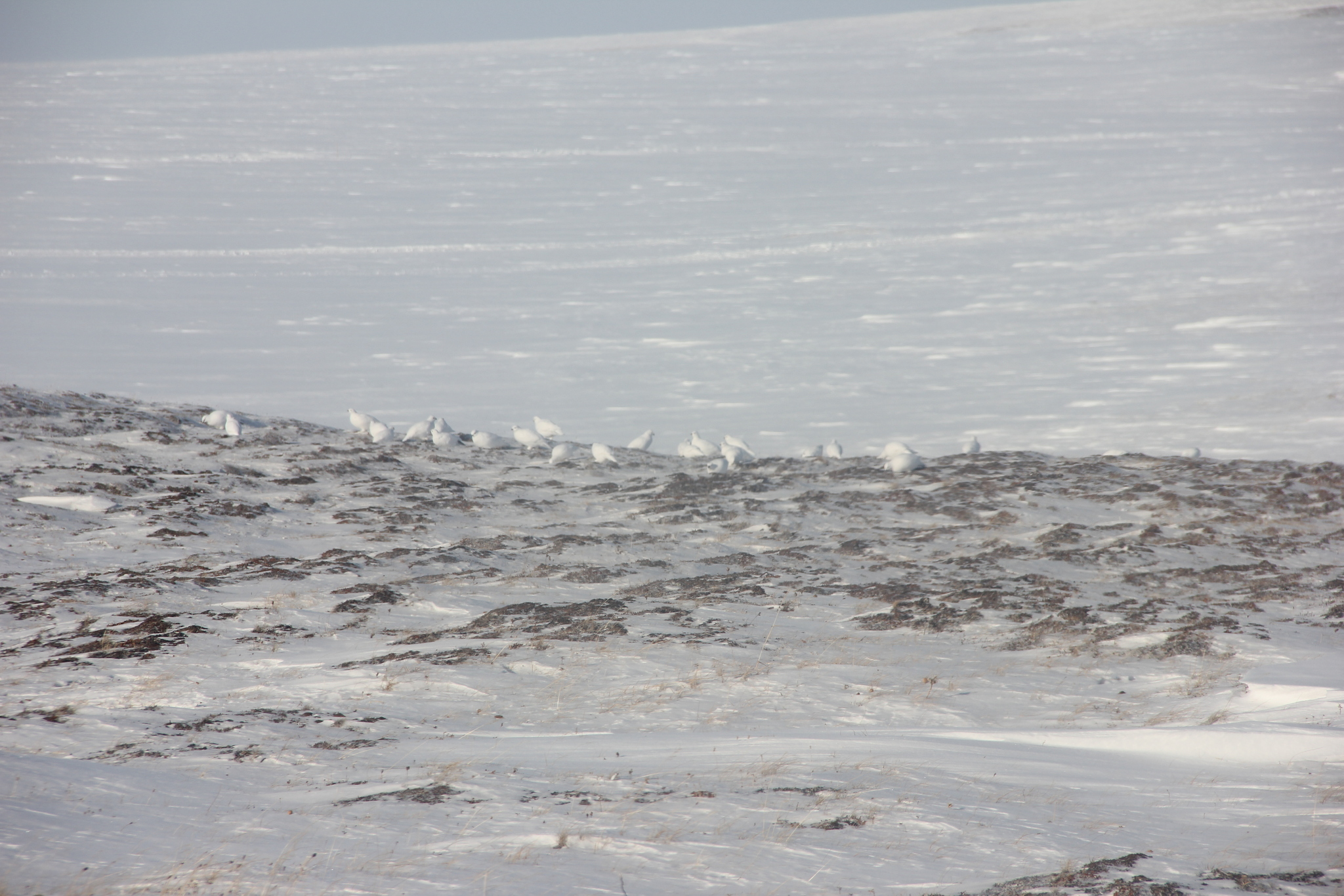 Fauna of the Taimyr tundra - North, Taimyr, Animals, Cold, 