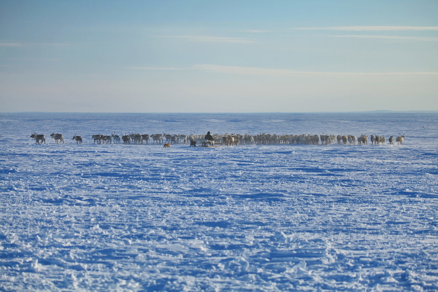 Fauna of the Taimyr tundra - North, Taimyr, Animals, Cold, 