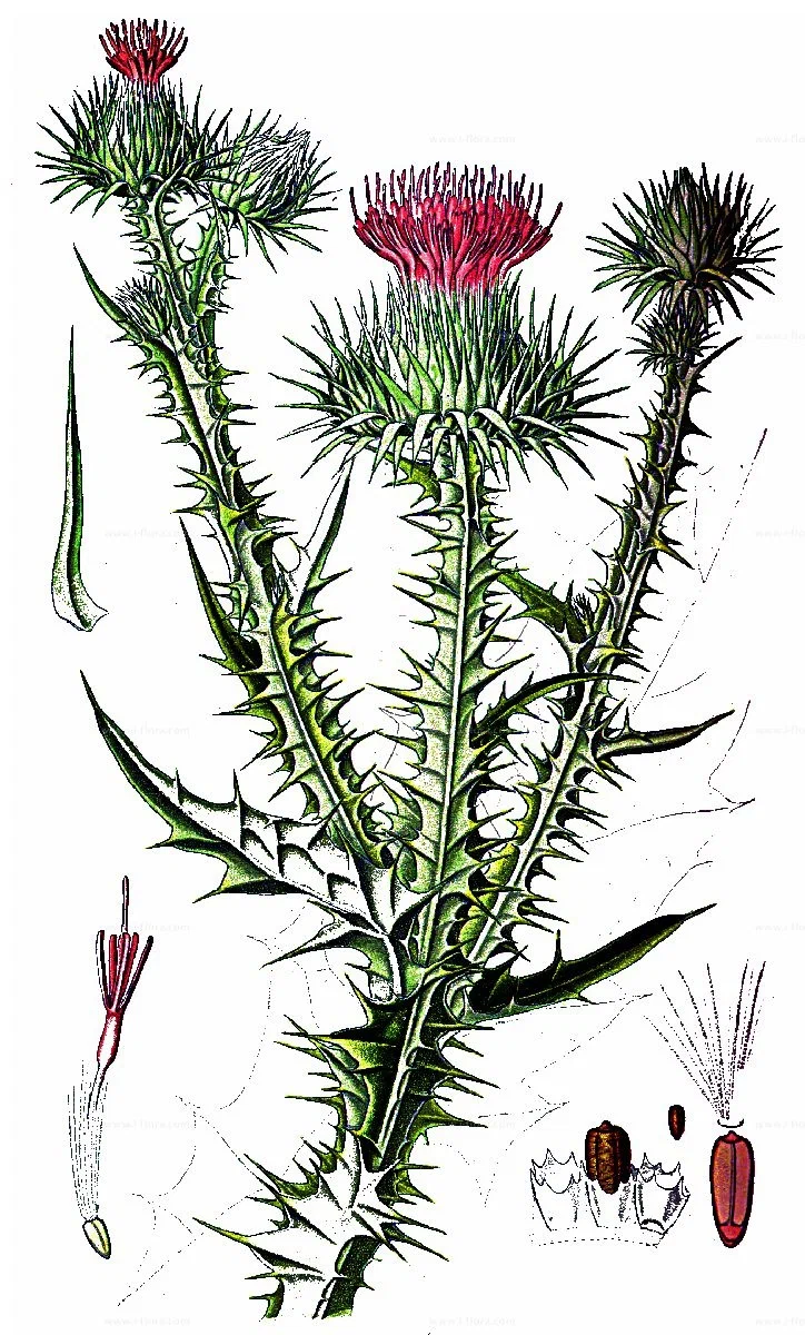 Thorny Tartar: A plant from childhood, which everyone confuses with burdock - Plants, Nature, Childhood, Yandex Zen, Longpost, 