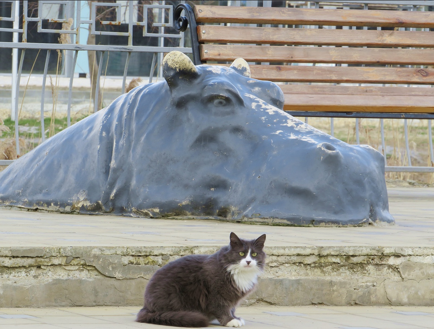 Cat and Hippopotamus - cat, The photo, 