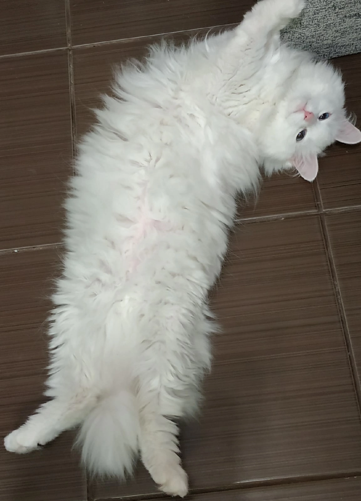 Isn't it too late to lay out your? - My, cat, Milota, Fluffy, Pets, Turkish angora, 