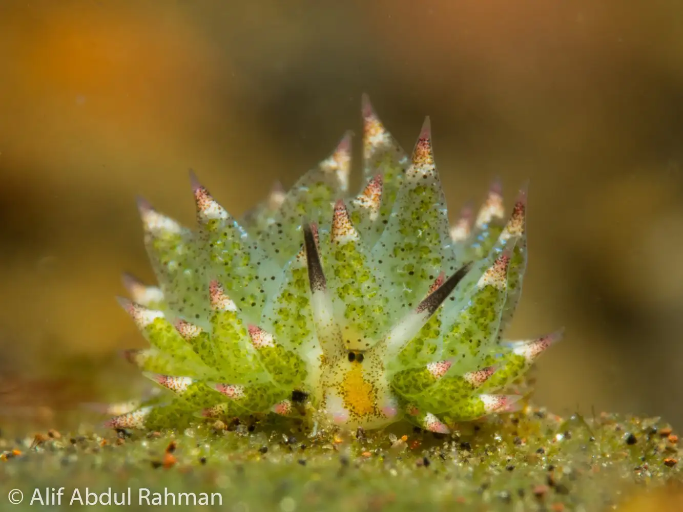 Meet, Costasiella kuroshimae (Sheep Leaf) - Clam, Nudibranchs, Marine life, Wild animals, Interesting, The national geographic, Video, Longpost, 