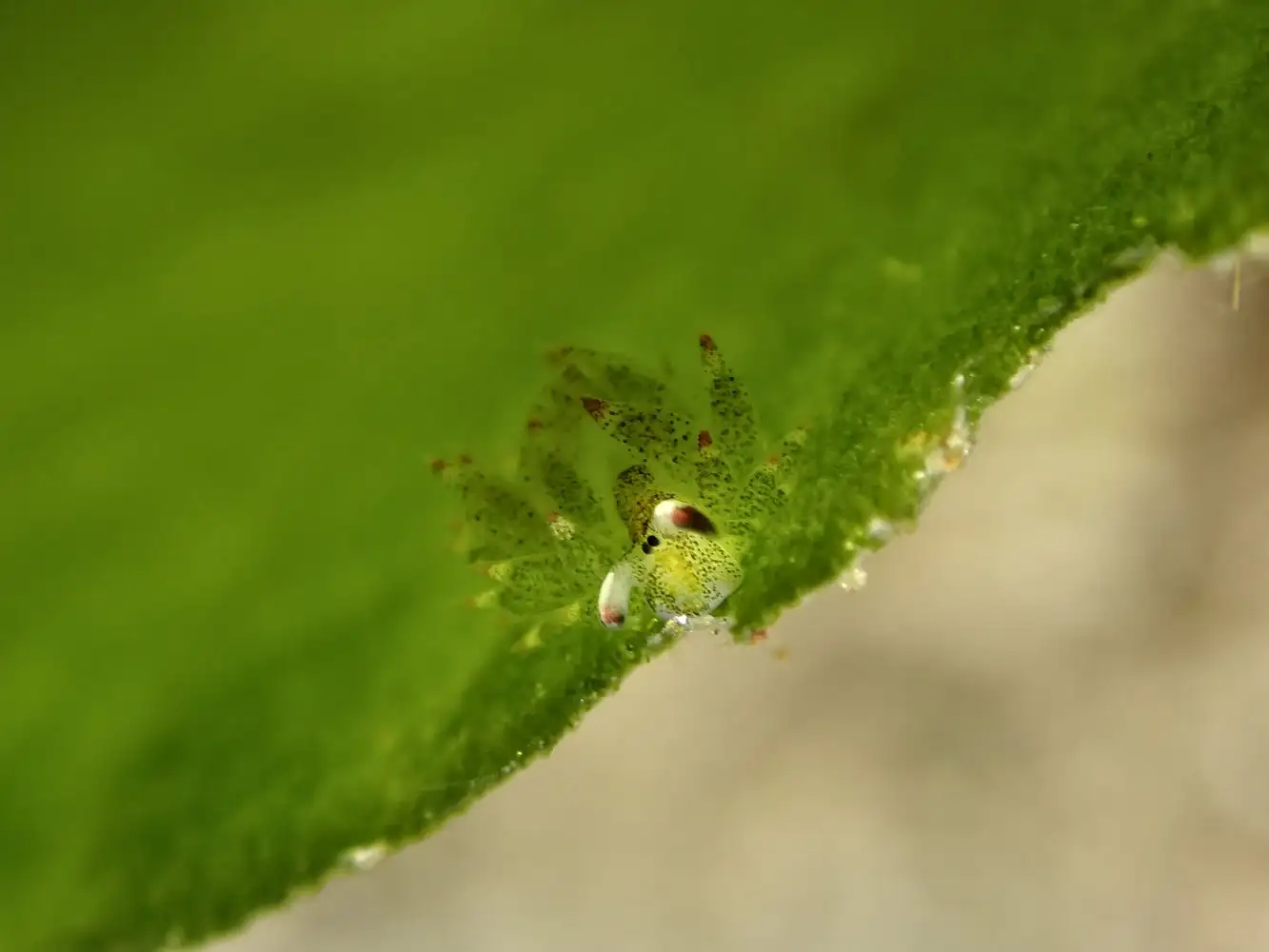 Meet, Costasiella kuroshimae (Sheep Leaf) - Clam, Nudibranchs, Marine life, Wild animals, Interesting, The national geographic, Video, Longpost, 