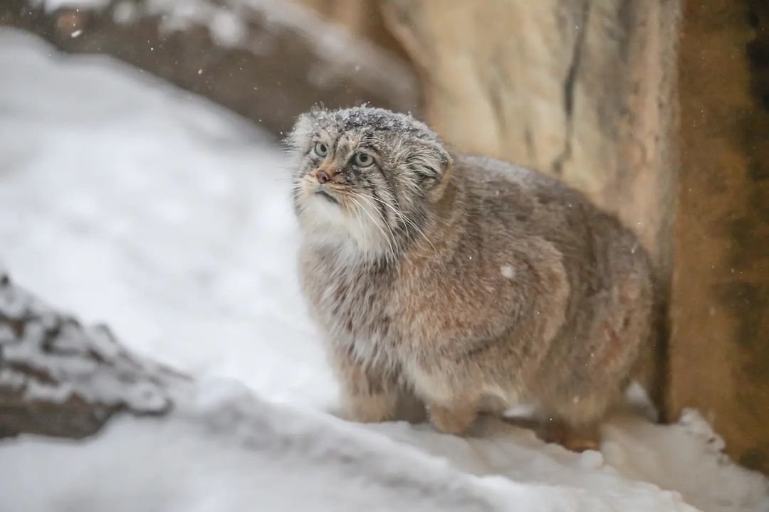 А котик все ждет... - Пушистые, Семейство кошачьих, Дикие животные, Редкий вид, Хищные животные, Малые кошки, Манул, Погладь кота, Япония, Yokohama, Иокогама, Зоопарк, Зима, Снег, Красная книга, 