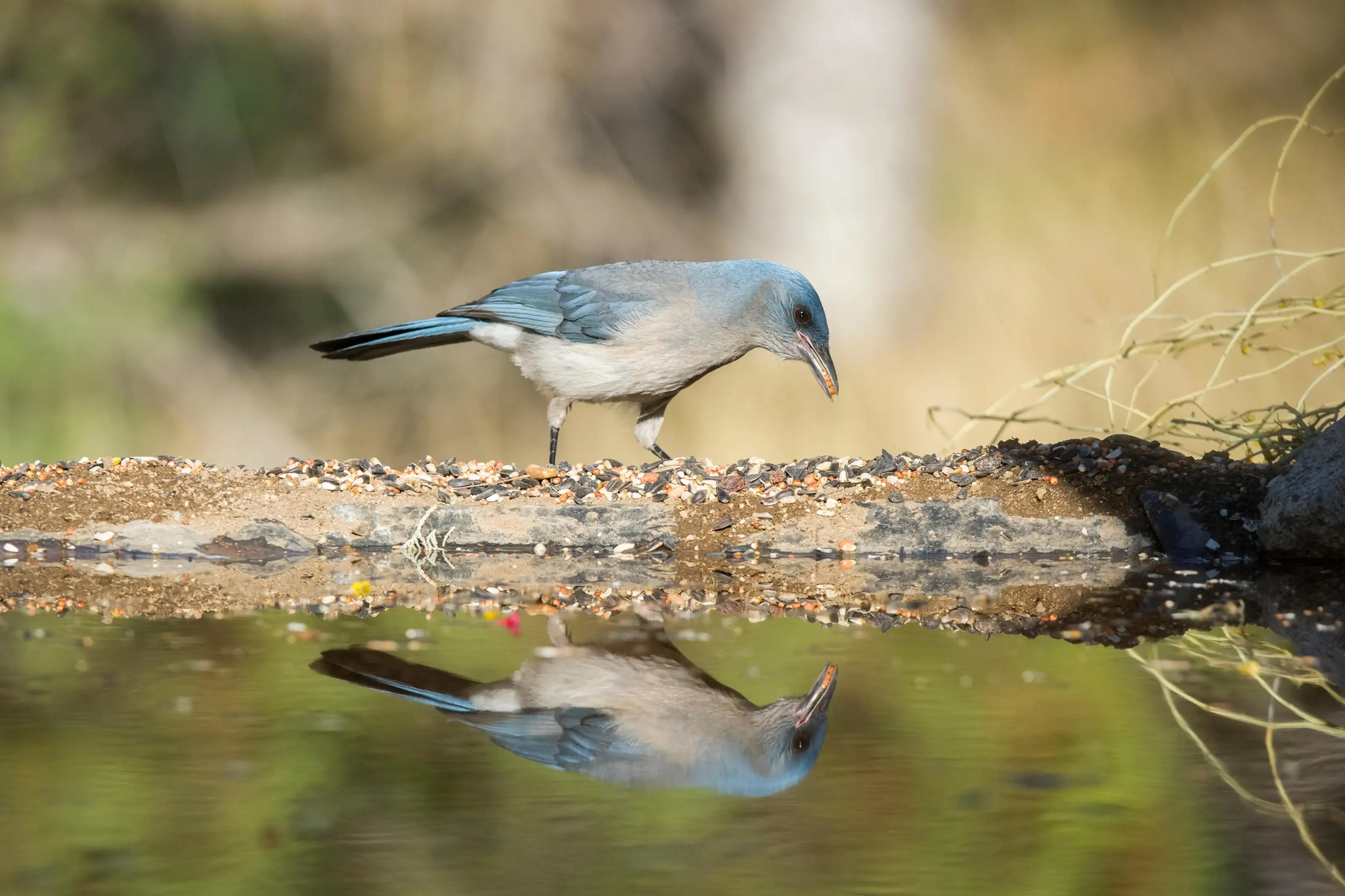 A jay that flew on its own: lone birds were no less intelligent than gregarious ones - Birds, Jay, Interesting, Ornithology, Research, Longpost, 