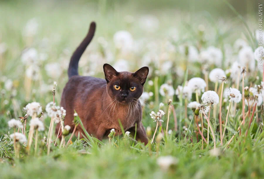 European Burma: Since the 13th century, this breed has fostered friendliness and devotion. The result was a dog in the cat's body. - cat, Animals, Animal book, Yandex Zen, Longpost, 