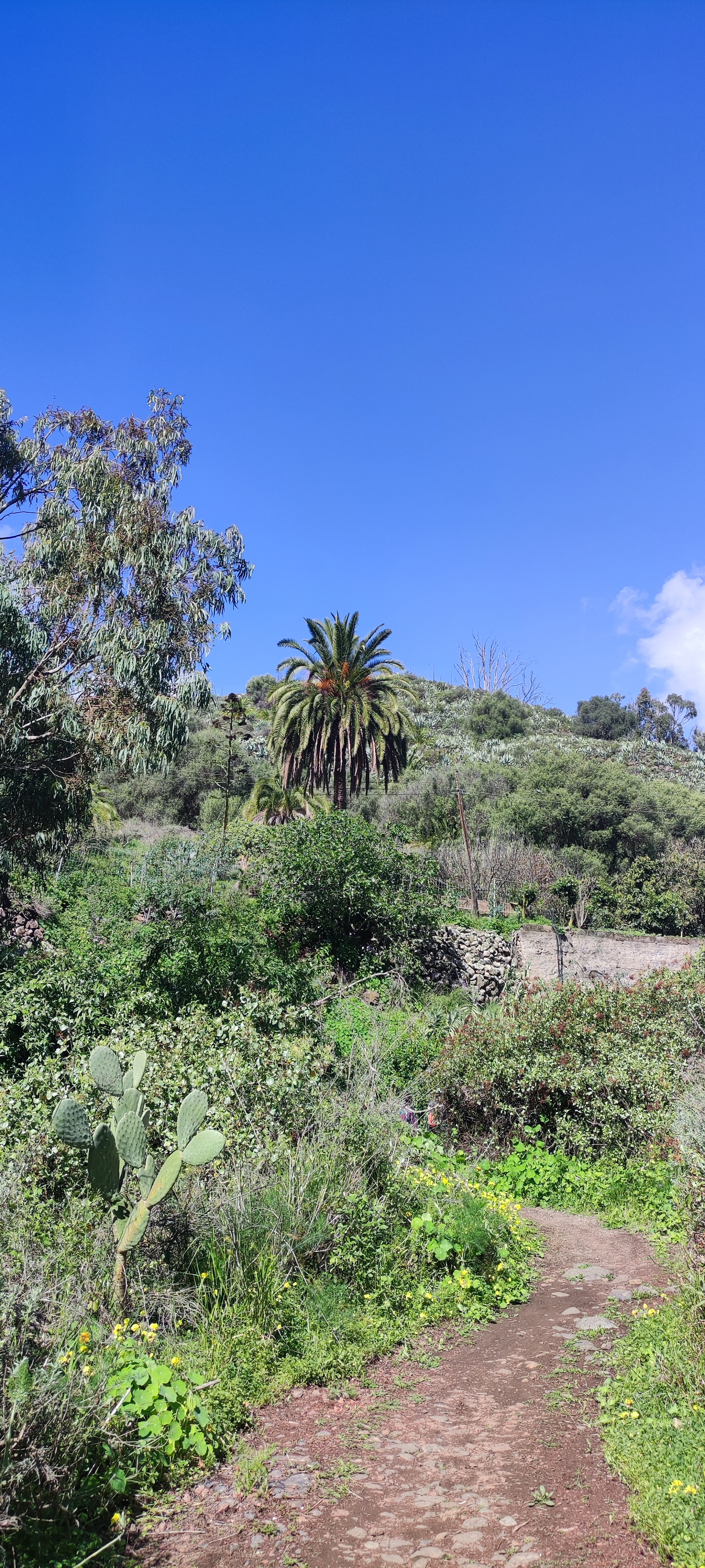 Hiking. Gran Canaria - My, Canary Islands, Wintering, Hiking, Nature, Longpost, 