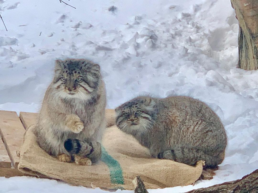 Fluffy couple - Fluffy, Cat family, Wild animals, Rare view, Predatory animals, Small cats, Pallas' cat, Pet the cat, Japan, Zoo, Red Book, Positive, Video, Longpost