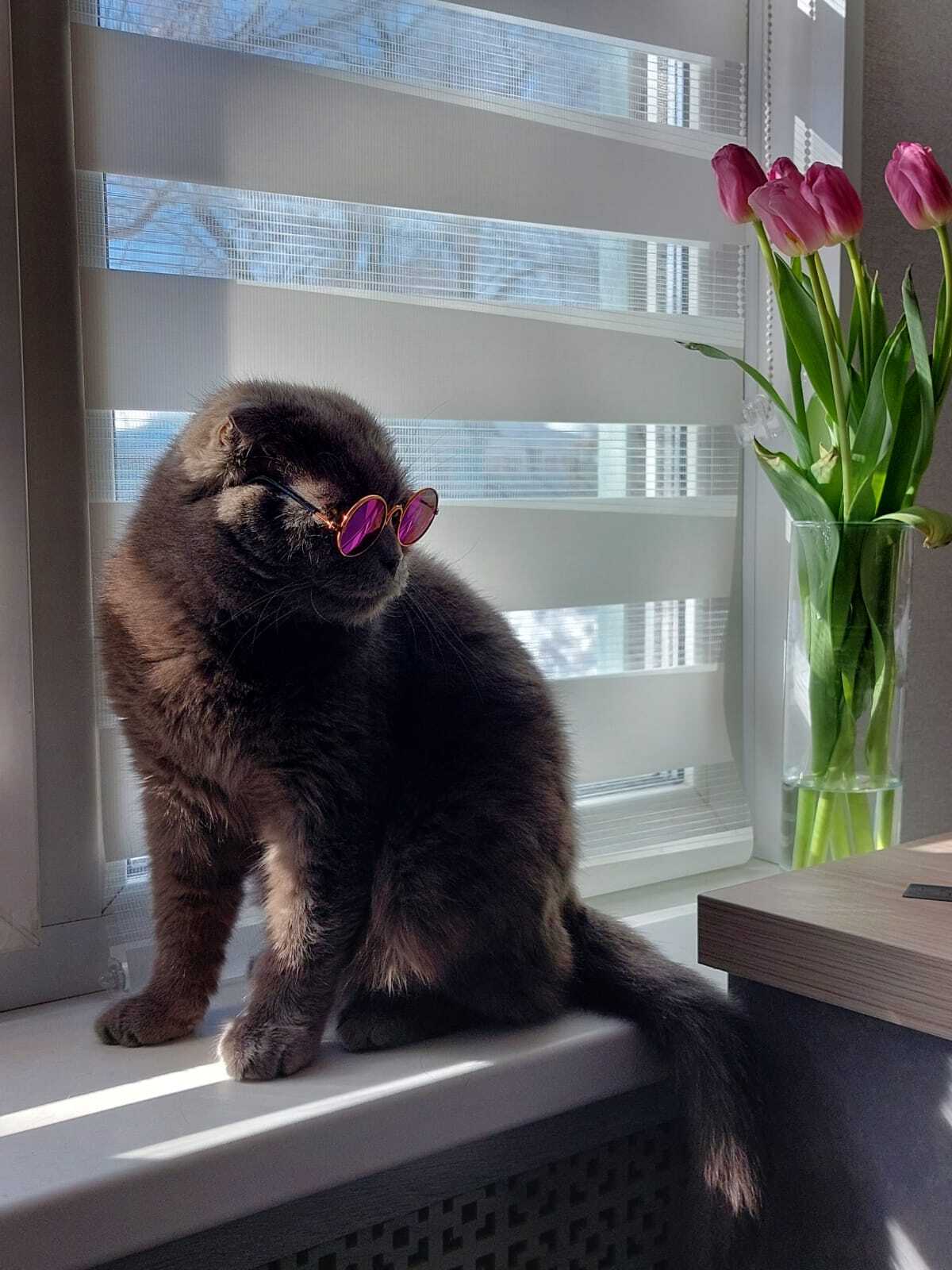 Brutality Post - My, cat, Flowers, 