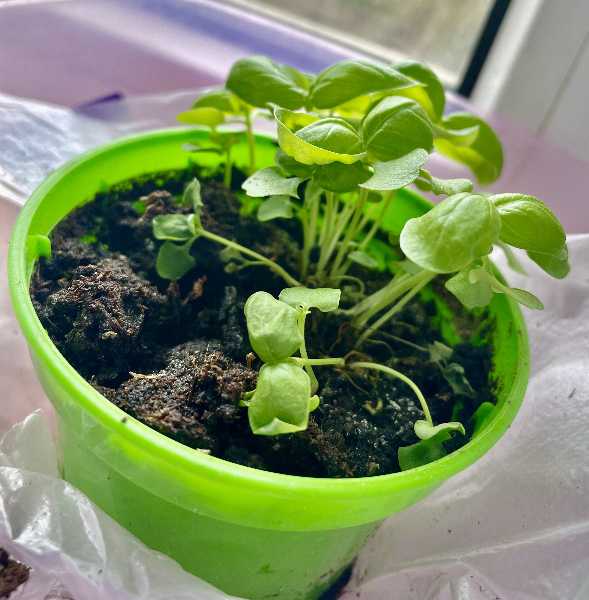 My Basil - My, Plant growing, Basil, 