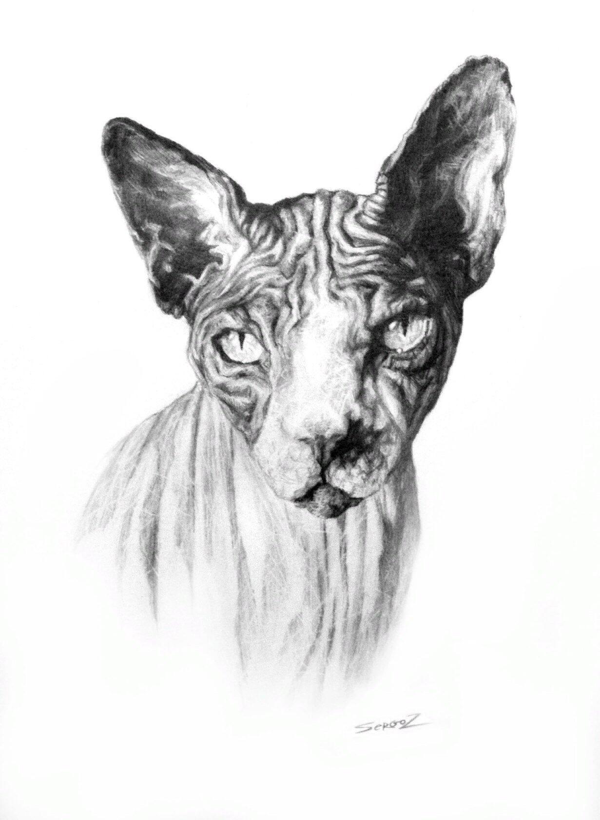 Кот | Пикабу