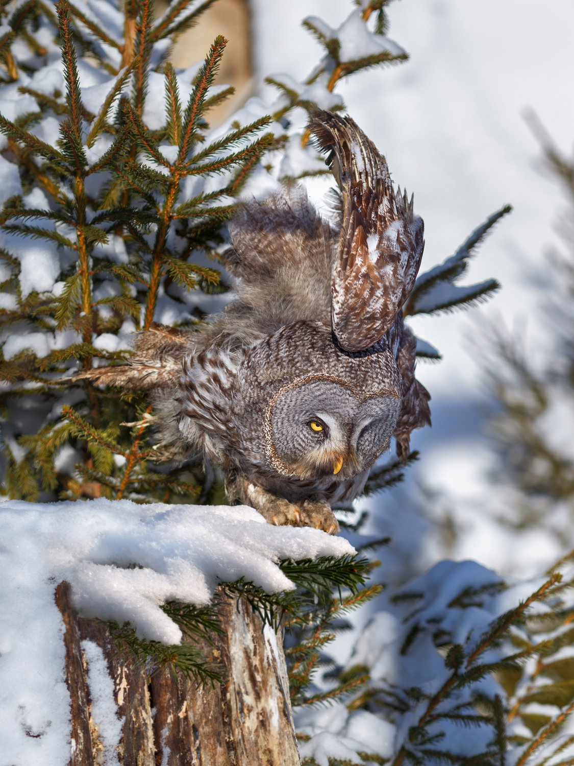 Bearded Owl - Bearded Owl, Tawny owl, Owls, Predator birds, Birds, The photo, The national geographic, Bogdanov Oleg, Longpost, 