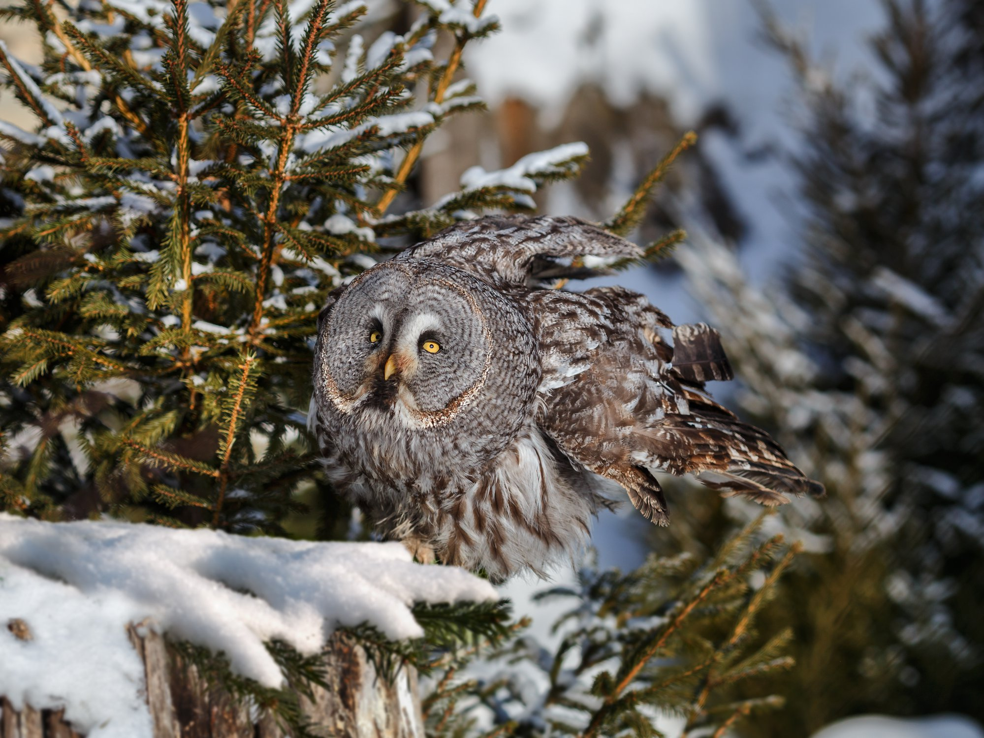 Bearded Owl - Bearded Owl, Tawny owl, Owls, Predator birds, Birds, The photo, The national geographic, Bogdanov Oleg, Longpost, 