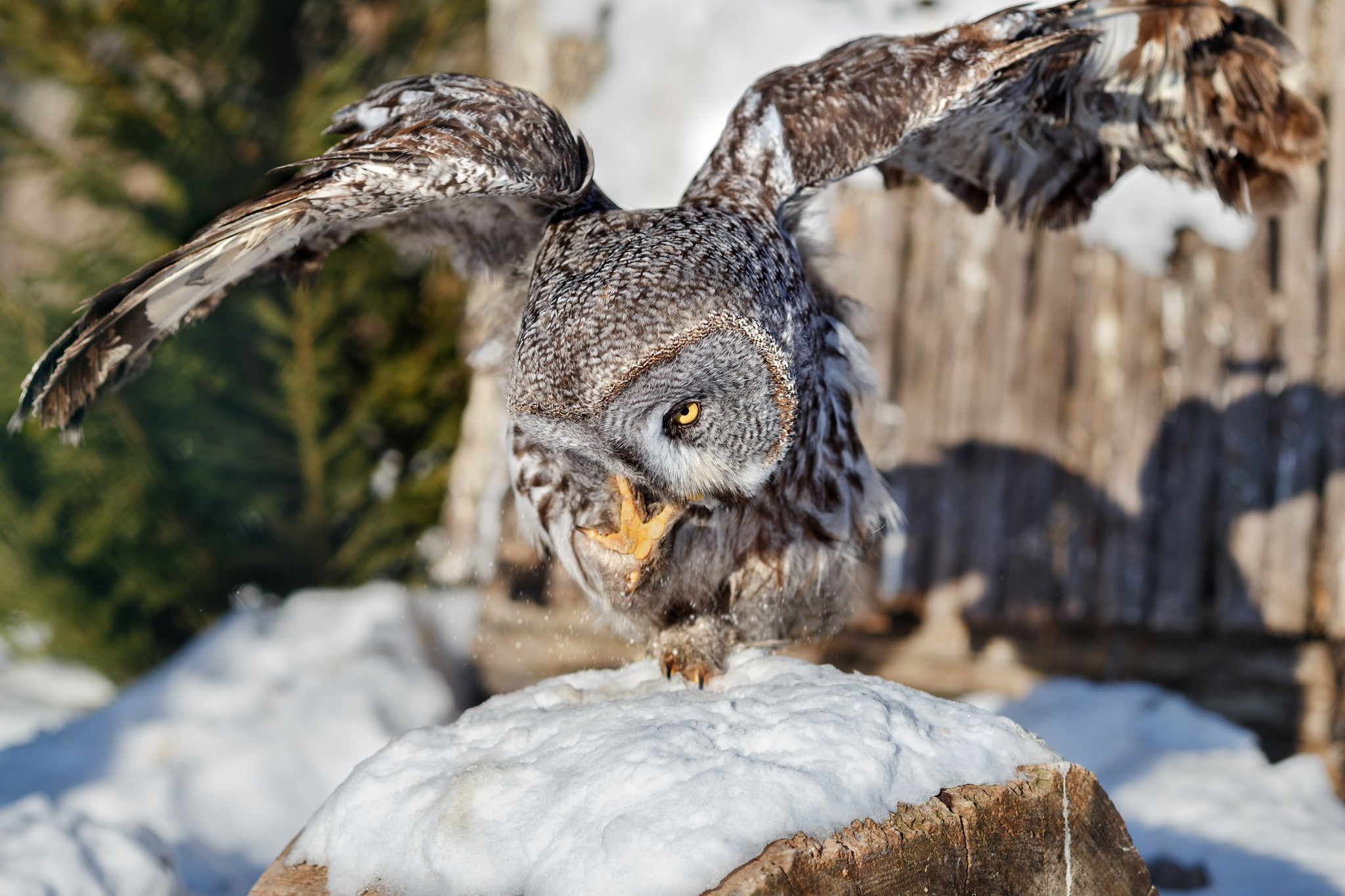 Bearded Owl - Bearded Owl, Tawny owl, Owls, Predator birds, Birds, The photo, The national geographic, Bogdanov Oleg, Longpost, 