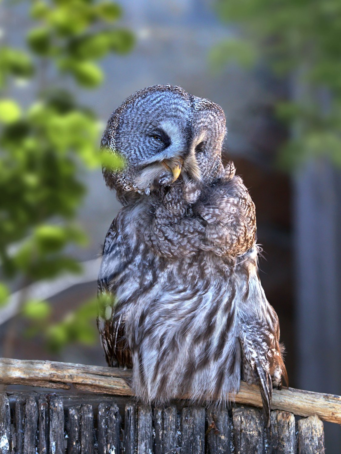 Bearded Owl - Bearded Owl, Tawny owl, Owls, Predator birds, Birds, The photo, The national geographic, Bogdanov Oleg, Longpost, 