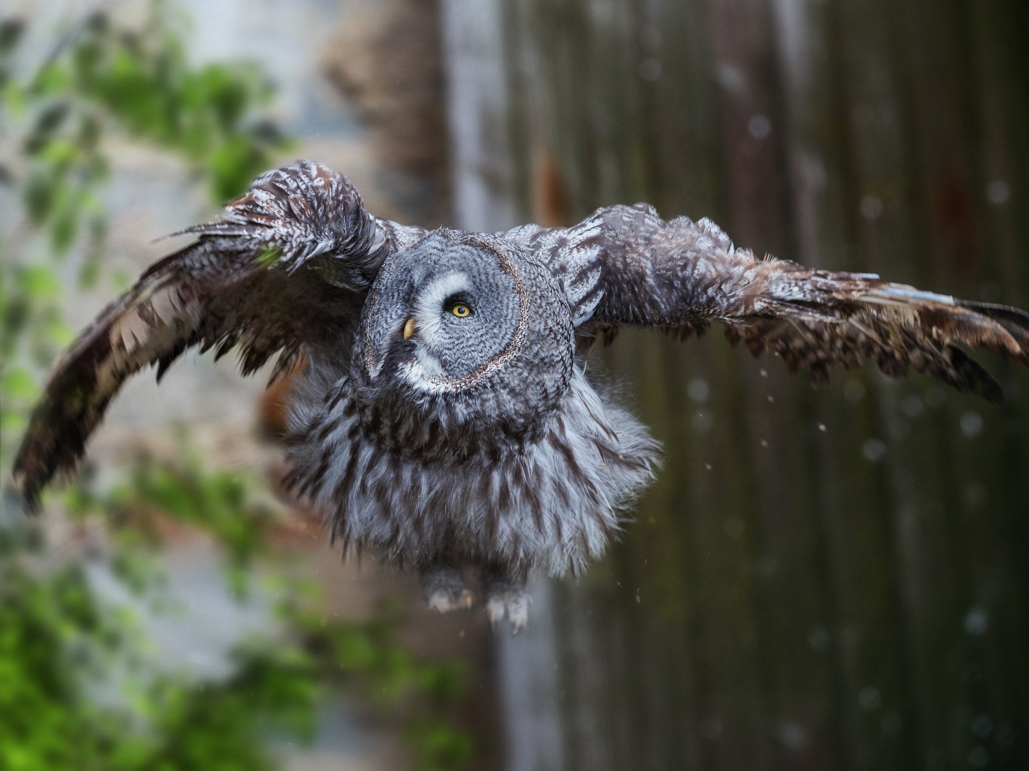 Bearded Owl - Bearded Owl, Tawny owl, Owls, Predator birds, Birds, The photo, The national geographic, Bogdanov Oleg, Longpost, 