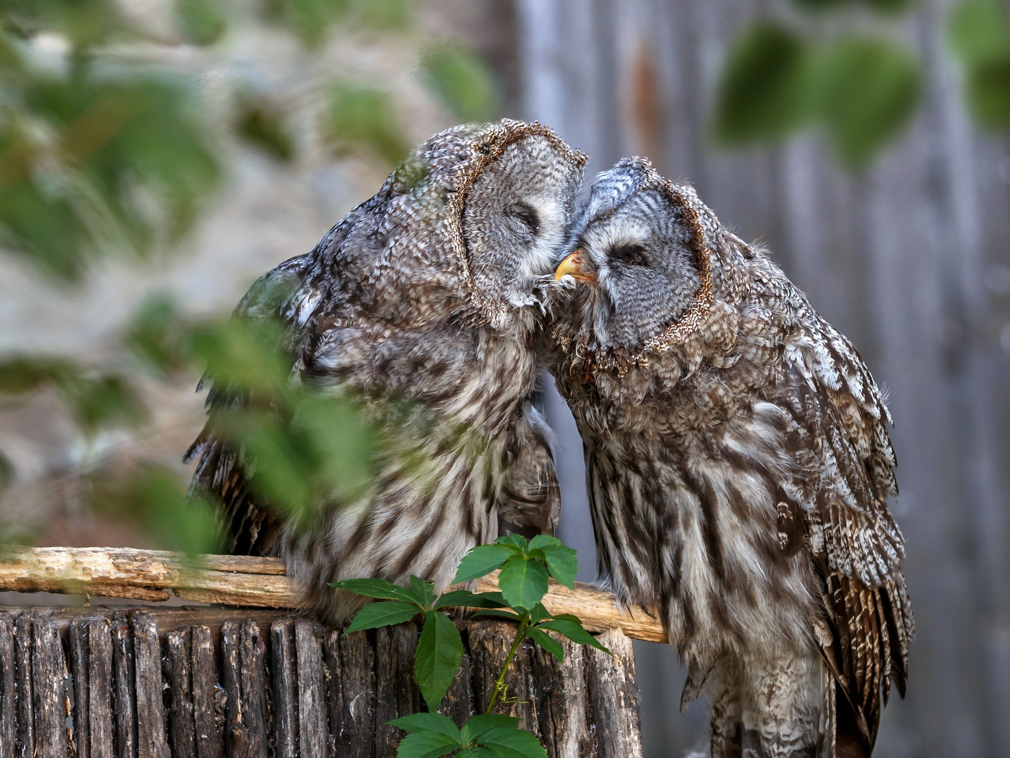 Bearded Owl - Bearded Owl, Tawny owl, Owls, Predator birds, Birds, The photo, The national geographic, Bogdanov Oleg, Longpost, 