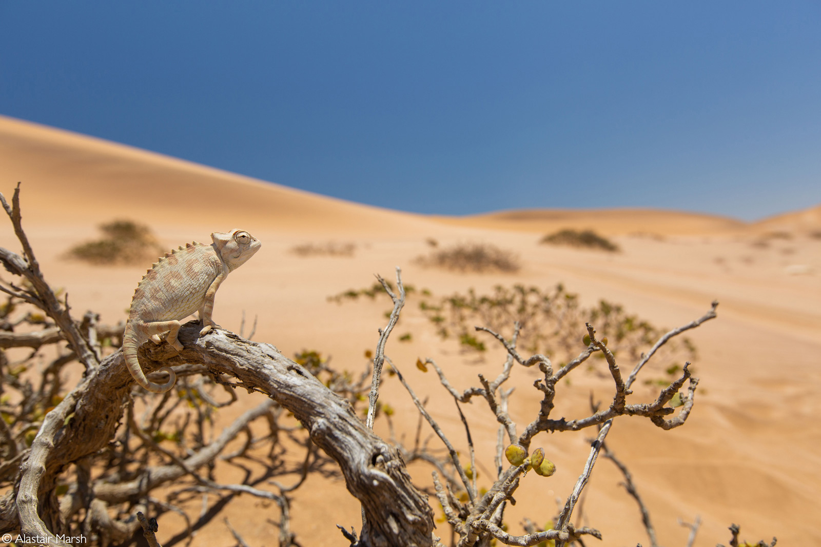 Desert chameleon - Chameleon, Reptiles, Wild animals, wildlife, Desert, South Africa, The photo, 