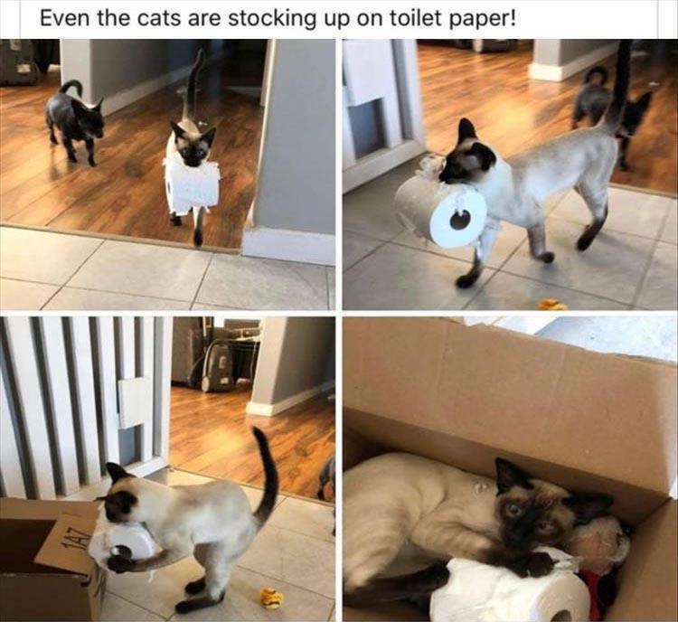 Even cats stock up on toilet paper. - cat, Toilet paper, Thriftiness, Milota, 