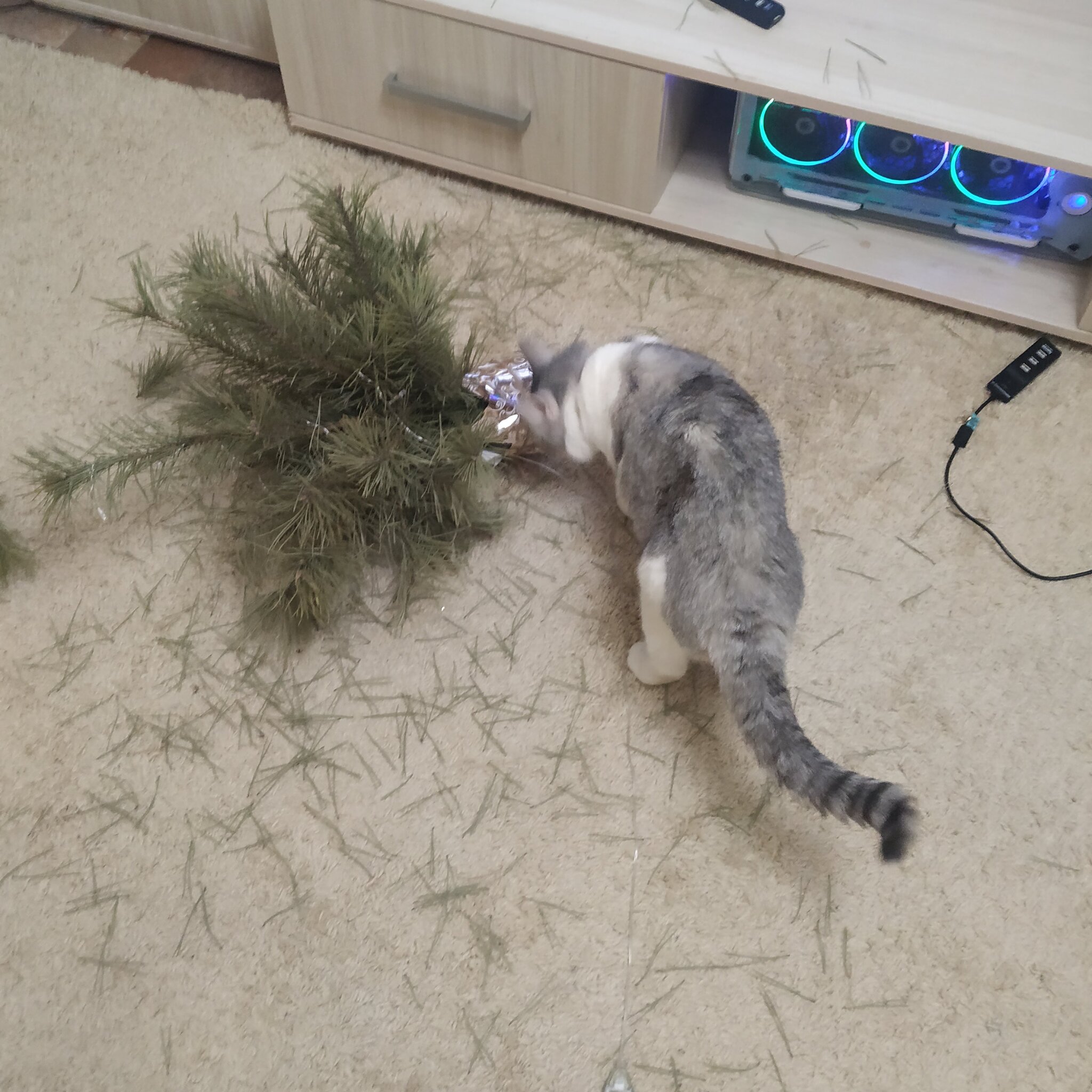 It smells like weakness. - My, Christmas trees, Christmas tree, cat, Longpost, 