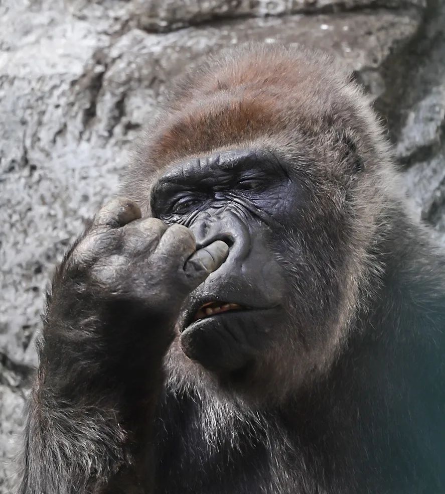 A gorilla digs into itself - Gorilla, Zoo, Japan, Yokohama, Wild animals, Primates, Monkey, Hominids, Self-knowledge, Interesting, Longpost, 