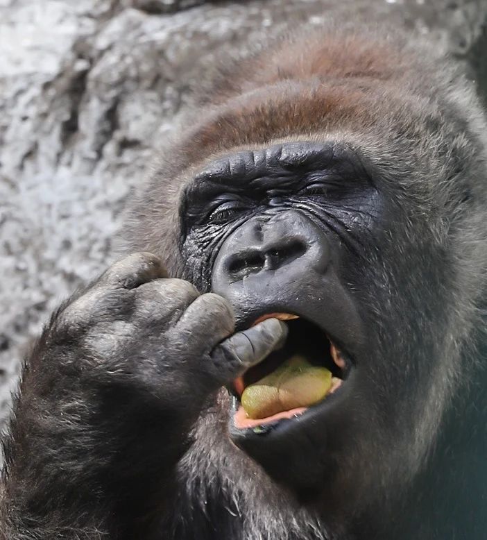 A gorilla digs into itself - Gorilla, Zoo, Japan, Yokohama, Wild animals, Primates, Monkey, Hominids, Self-knowledge, Interesting, Longpost, 