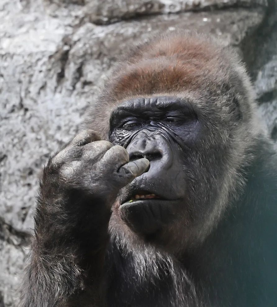 A gorilla digs into itself - Gorilla, Zoo, Japan, Yokohama, Wild animals, Primates, Monkey, Hominids, Self-knowledge, Interesting, Longpost, 