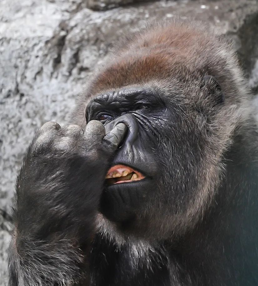 A gorilla digs into itself - Gorilla, Zoo, Japan, Yokohama, Wild animals, Primates, Monkey, Hominids, Self-knowledge, Interesting, Longpost, 