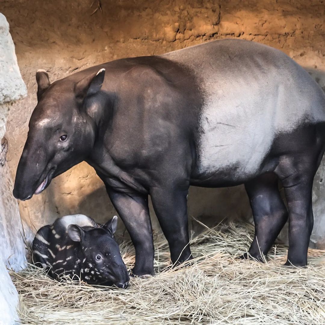 Continuation of the post Tapir - Wild animals, Tapir, Young, Zoo, Japan, Interesting, Yokohama, Yokohama, Milota, Reply to post, Longpost, 