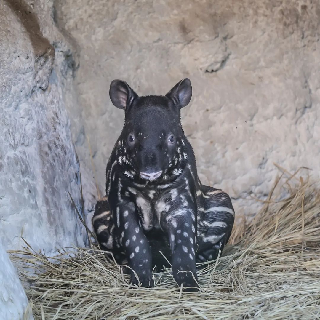 Continuation of the post Tapir - Wild animals, Tapir, Young, Zoo, Japan, Interesting, Yokohama, Yokohama, Milota, Reply to post, Longpost, 