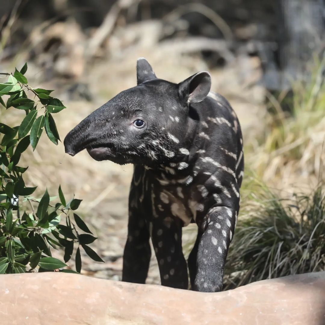 Continuation of the post Tapir - Wild animals, Tapir, Young, Zoo, Japan, Interesting, Yokohama, Yokohama, Milota, Reply to post, Longpost, 