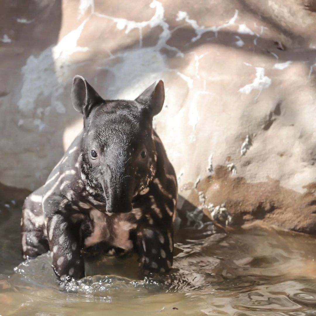 Continuation of the post Tapir - Wild animals, Tapir, Young, Zoo, Japan, Interesting, Yokohama, Yokohama, Milota, Reply to post, Longpost, 