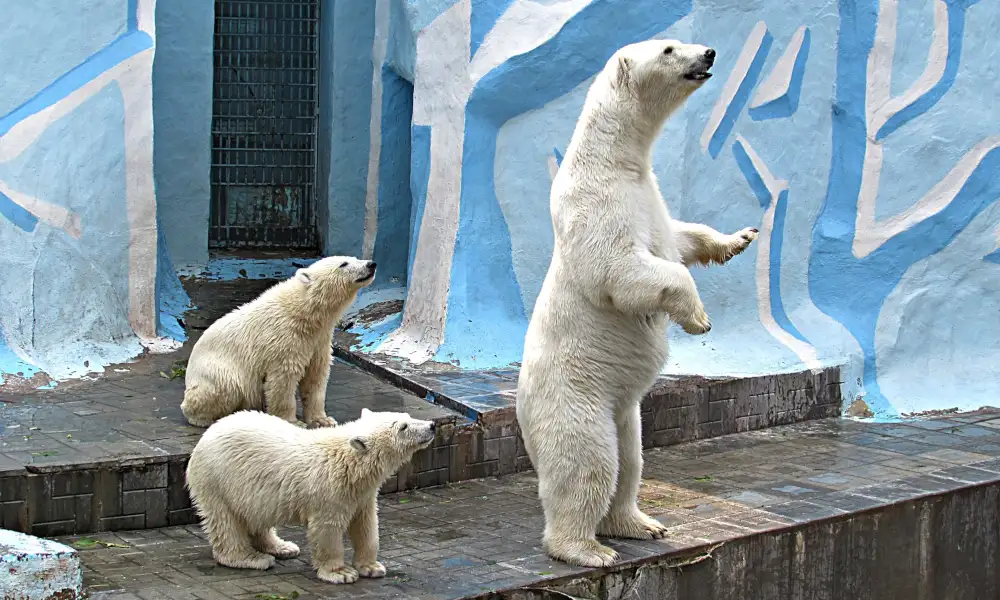 In the Novosibirsk zoo told about the fate of polar bear cubs Nordi and Shine - Polar bear, Teddy bears, Predatory animals, Wild animals, Novosibirsk Zoo, Interesting, The Bears, Novosibirsk, Zoo, Longpost, 