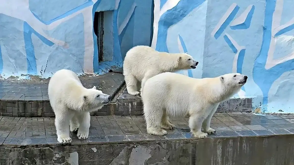 In the Novosibirsk zoo told about the fate of polar bear cubs Nordi and Shine - Polar bear, Teddy bears, Predatory animals, Wild animals, Novosibirsk Zoo, Interesting, The Bears, Novosibirsk, Zoo, Longpost, 