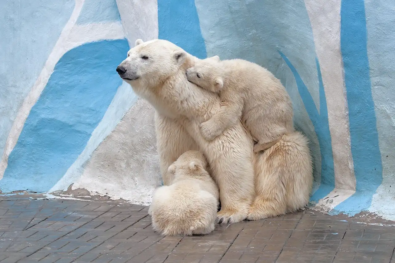 In the Novosibirsk zoo told about the fate of polar bear cubs Nordi and Shine - Polar bear, Teddy bears, Predatory animals, Wild animals, Novosibirsk Zoo, Interesting, The Bears, Novosibirsk, Zoo, Longpost, 