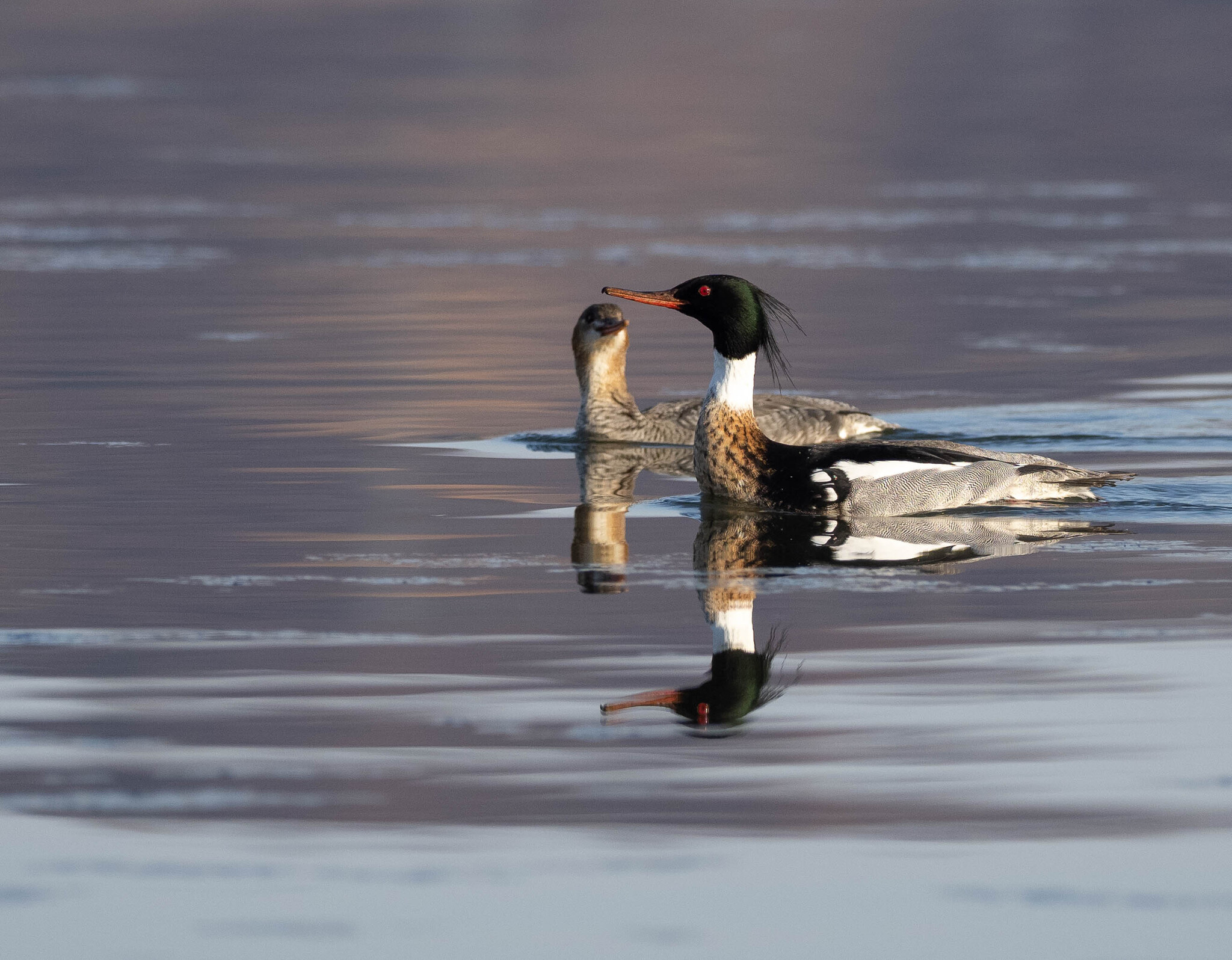 Sight - My, Merganser, Spring, Birds, Duck, wildlife, The photo, 