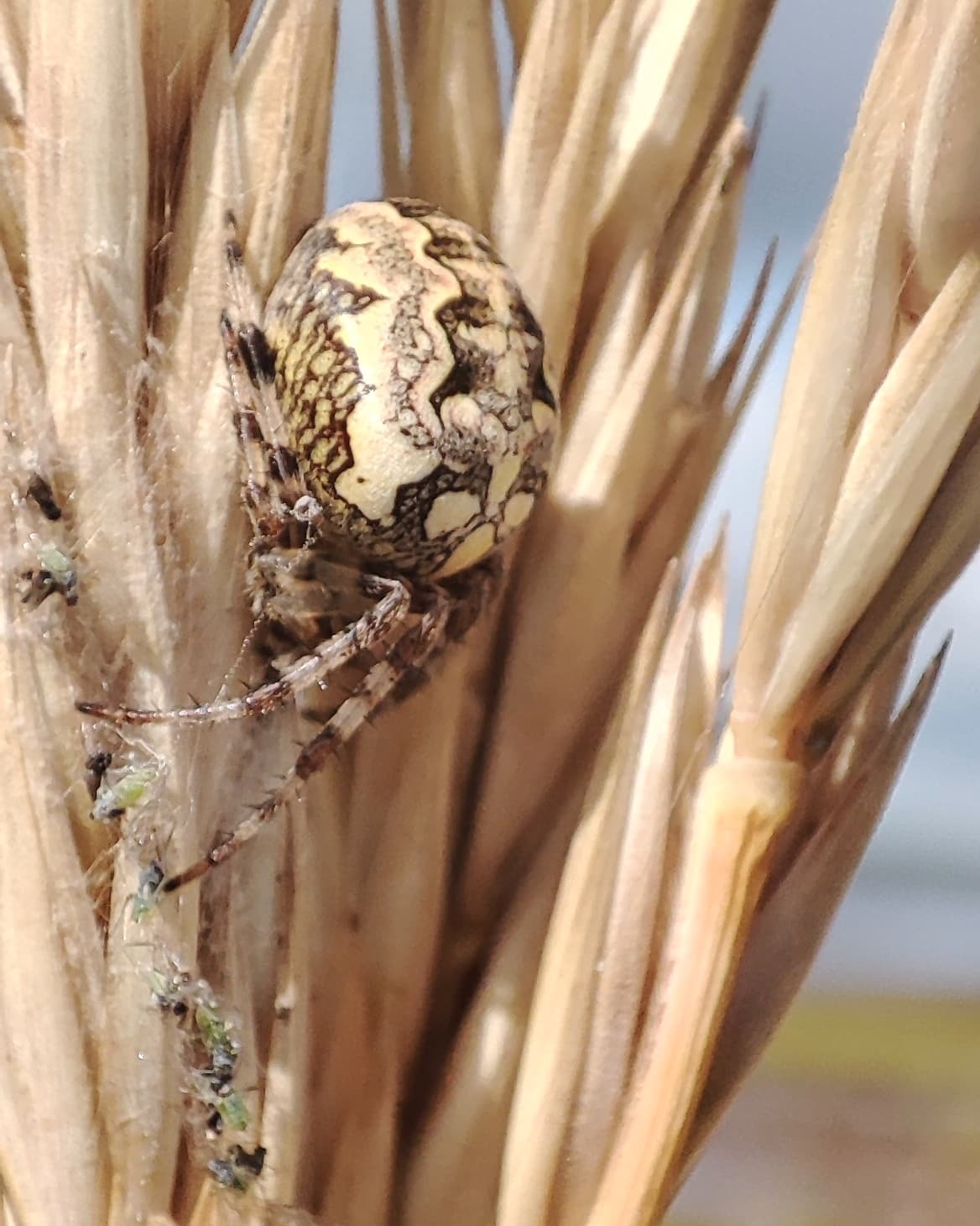 Spider - Моё, Мобильная фотография, Фото на тапок, Карелия, Север, Природа, Паук, Макросъемка, Redmi, Длиннопост, Арахнофобия, 