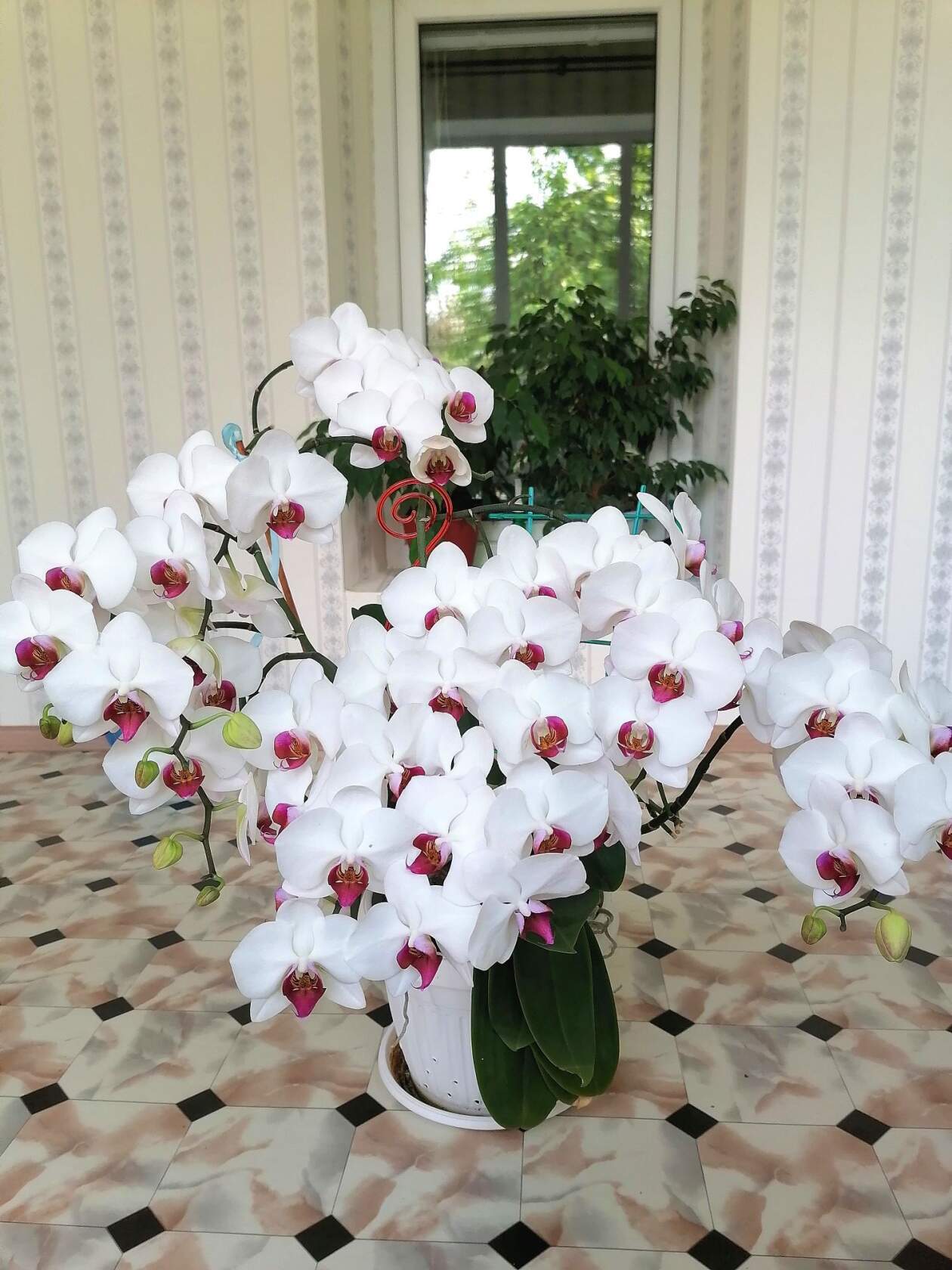 Greed - Houseplants, Orchids, Phalaenopsis, Longpost