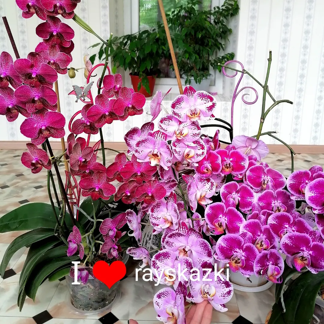 Fertilizers for orchids - Orchids, Phalaenopsis, Flowers, Fertilizers, Longpost