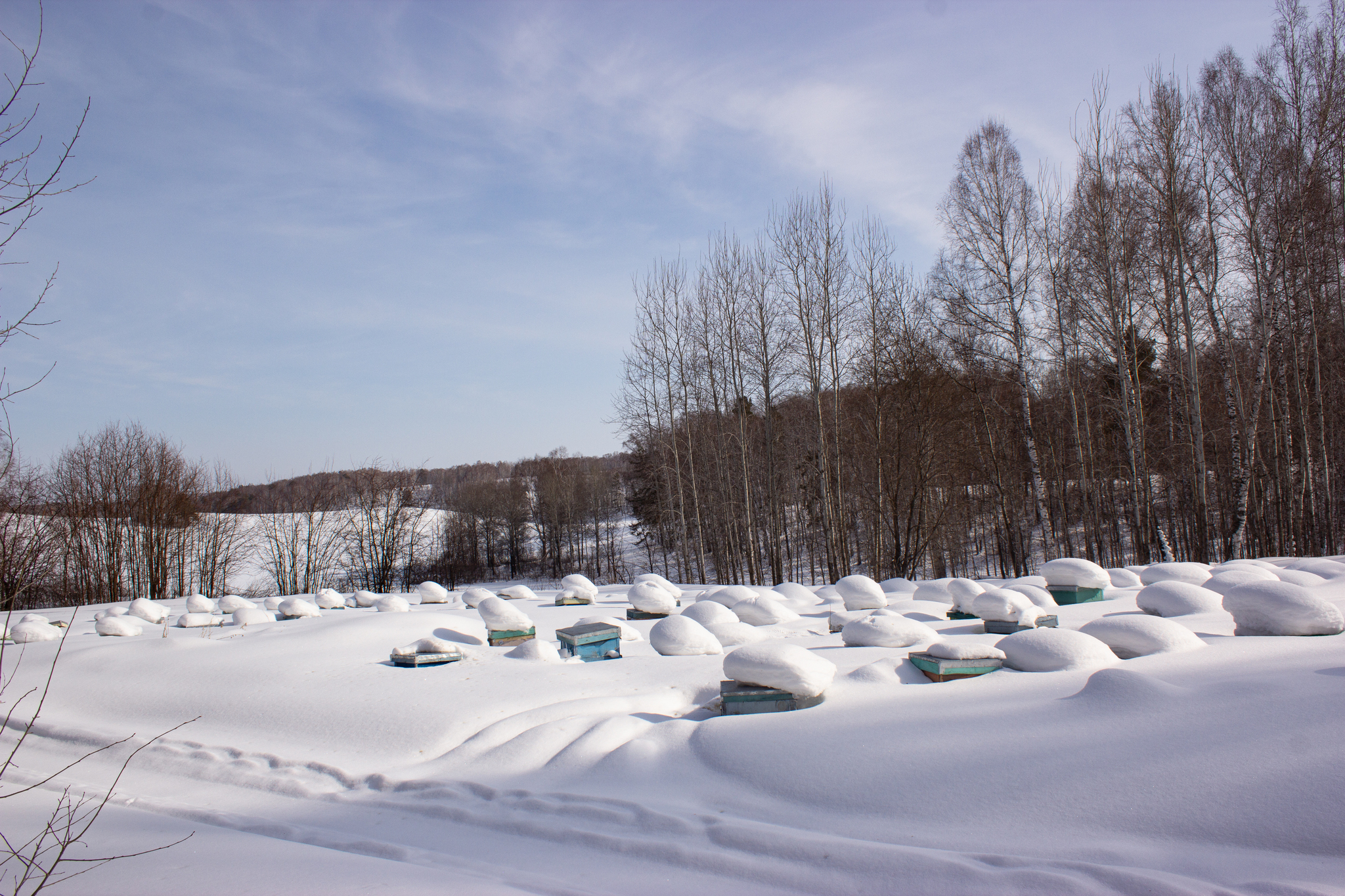 Mother, what's going on in the apiary right now? Bees don't fly yet, you're probably resting? - My, Nature, Insects, Beekeeping, Apiary, Сельское хозяйство, 